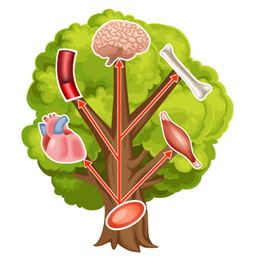 脂肪由来幹細胞(ASC)治療